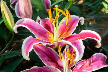 Wall Mural - Pink lilly flower and bud Blooming in garden background