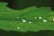 green leaf with water drops