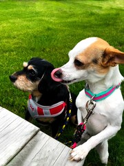 Wall Mural - Vertical shot of two hungry dogs waiting for their food on a picnic table at a park.