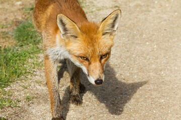 Sticker - brown fox on a dirt path with an intense look on his face