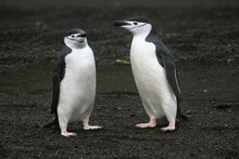 Chinstrap Penguins (Pygoscelis Antarctica), Also Known As Stone Cracker Penguins Due To Their Harsh Call, On The Beach Of Telefon Bay In Antarctica.
