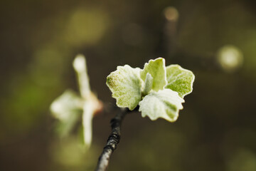 Wall Mural - Close-up of spring leaves in the forest at dawn