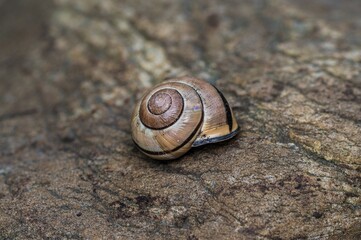 Canvas Print - Closeup shot of a sea shell