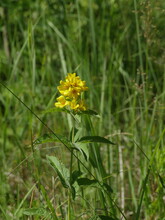 Yellow Hypericum Flowers In Nature , Herbal Medicative Plant