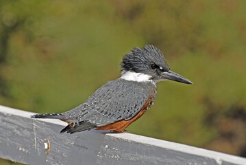 Poster - Selective focus shot of a cute belted kingfisher bird on a white wooden fence