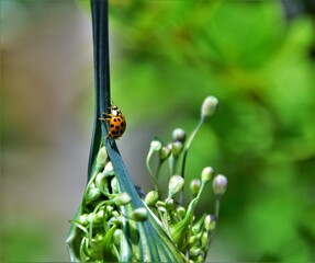 Canvas Print - bug on a green leaf