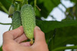 A woman's hand plucks a cucumber from a branch. The concept of gardening