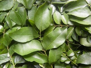 Poster - Green color curry leaves or sweet neem leaves