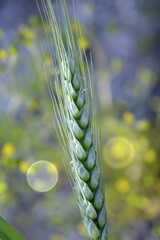 Close up of ripe wheat ears  