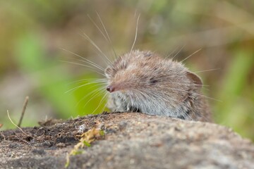 Sticker - Macro closeup shot of the smallest mammal in the world known as the Etruscan shrew sitting on a rock