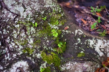 Poster - Closeup shot of green moss growing on old wood surface