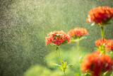 Fototapeta  - Flowers Lychnis In Rain In Garden In Summer.