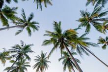 Coconut Palm Trees In Perspective View From Below And Sky Background