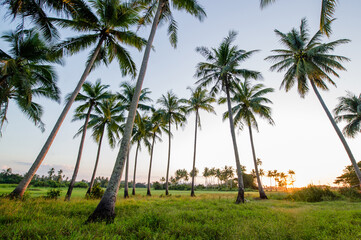 Wall Mural - last light of the evening sun set with coconut tree