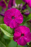Fototapeta  - Flower Phlox With Drops Of Water Of Garden In Summer Close-Up.