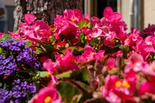 Closeup Shot Of Pink Begonia Flowers