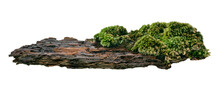 Moss Or Mosses On A Pine Bark, Green Moss On A Tree Bark Isolated On White Background, With Clipping Path