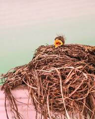 Wall Mural - Four-day old baby robins are sitting inside their nest, waiting for food