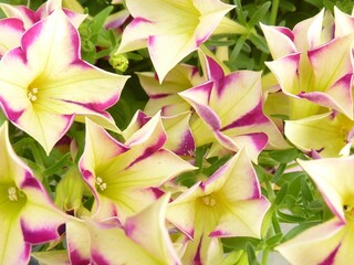 Wall Mural - Closeup shot of beautiful petunia flowers in a garden at daytime