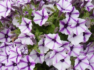 Wall Mural - Closeup shot of beautiful petunia flowers in a garden at daytime