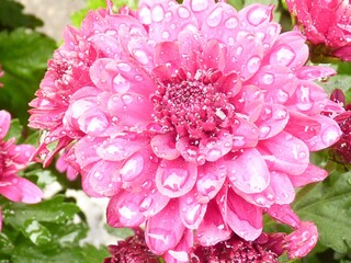 Wall Mural - Closeup shot of beautiful pink chrysanthemum flowers covered with dewdrops in a garden