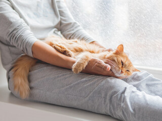 Wall Mural - Cute ginger cat lying on woman's knees. Woman in grey pajama strokes fluffy pet. Cozy morning at home while snow is falling outside.