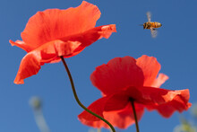 Detail Of Bee Flying Towards A Red Poppy Flower