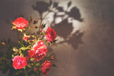 Fototapeta  - red rose with strong contrast and water drops on a gray background. bouquet of flowers in a vase