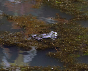 Wall Mural - Frog resting in a pond IV