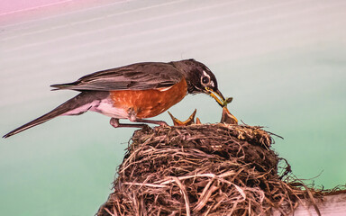 Wall Mural - American robin parents are feeding their babies with worms
