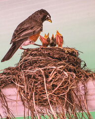 Wall Mural - American robin parents are taking care of their babies 