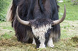 Powerful yak with big horns eats grass on the field.