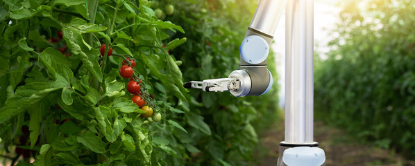 Sticker - Robot is working in greenhouse with tomatoes. Smart farming and digital agriculture 4.0	
