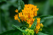 Butterfly Weed Flowers in Summer