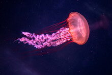 Jellyfish In Aquarium