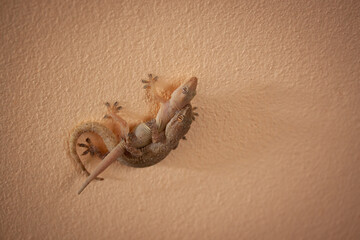 Two brown house lizards or little geckos are hugging each other on the walls of the house.