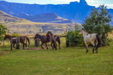 Horse Riding In Drakensberg Maluti Mountains In South Africa