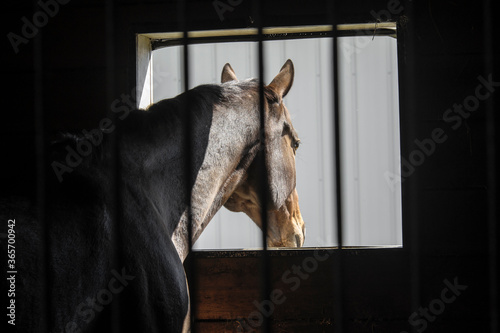 Cuadros en Lienzo Horse leaning out barn stall window stall window