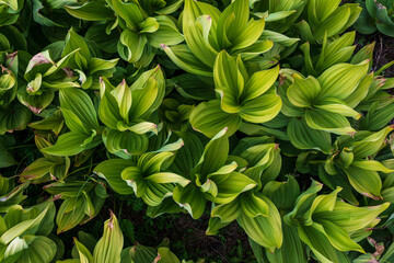 Wall Mural - corn lilly 