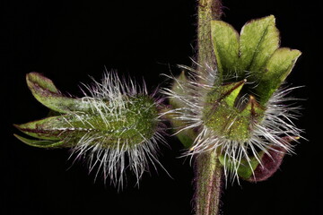 Korean Perilla (Perilla frutescens). Calyces Closeup