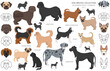 © a7880ss - Designer dogs, crossbreed, hybrid mix pooches collection isolated on white. Flat style clipart dog set