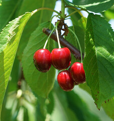 Close up fresh red cherries on the tree branch