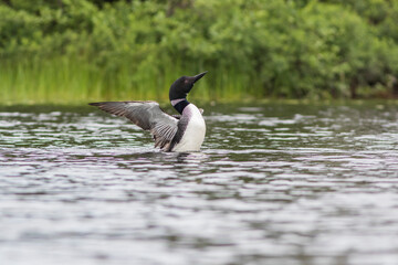 Poster - common loon in summer, Quebec, Canada