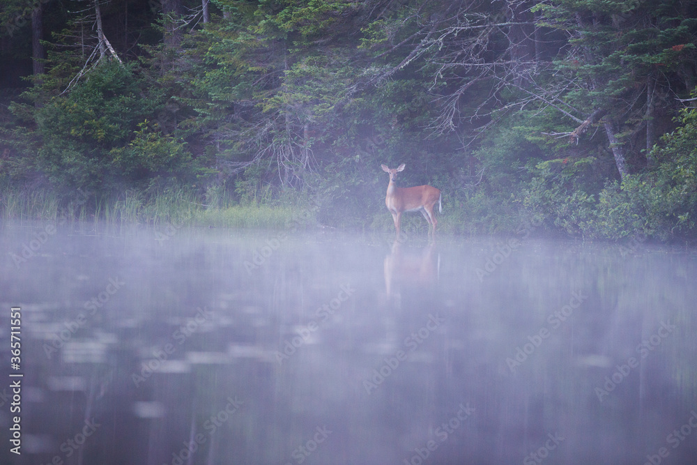 white-tailed deer (Odocoileus virginianus) in misty morning - obrazy, fototapety, plakaty 