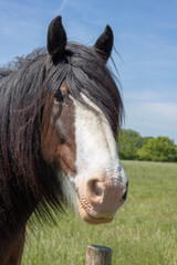 Wall Mural - beautiful horse posing for the camera