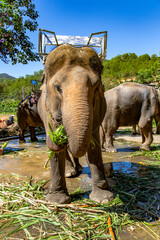 Morning feeding of asian elephants at the farm not far from Dalat. Vietnam