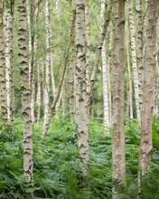 Beautiful Landscape Forest Image Of Silver Birch Tress Fading Into The Distance Wth Selective Focus Technique