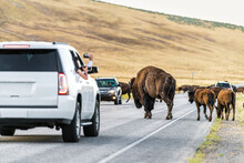Bison Family With Calves Herd Crossing The Road On Antelope Island State Park Near Great Salt Lake City In Utah, USA