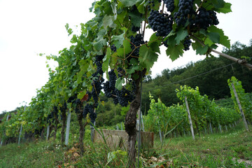 Grapes are the fruit stands of the vines, especially those of the noble vine, photographed