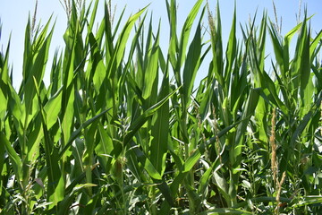 Wall Mural - Corn Field